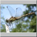 Sympetrum striolatum - Grosse Heidelibelle w07.jpg